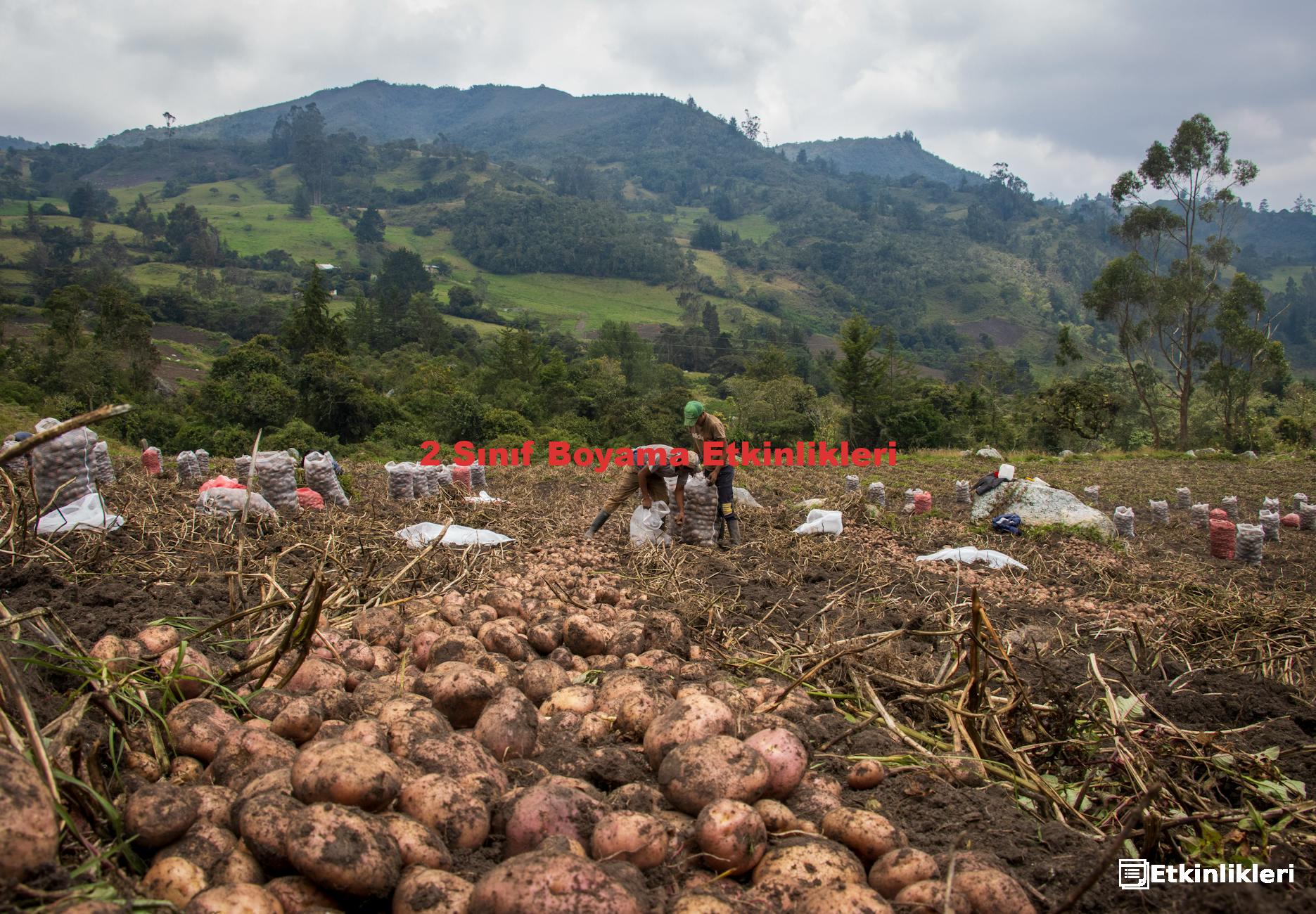 2 Sınıf Boyama Etkinlikleri