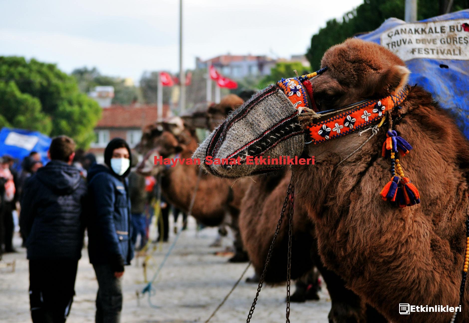 Hayvan Sanat Etkinlikleri