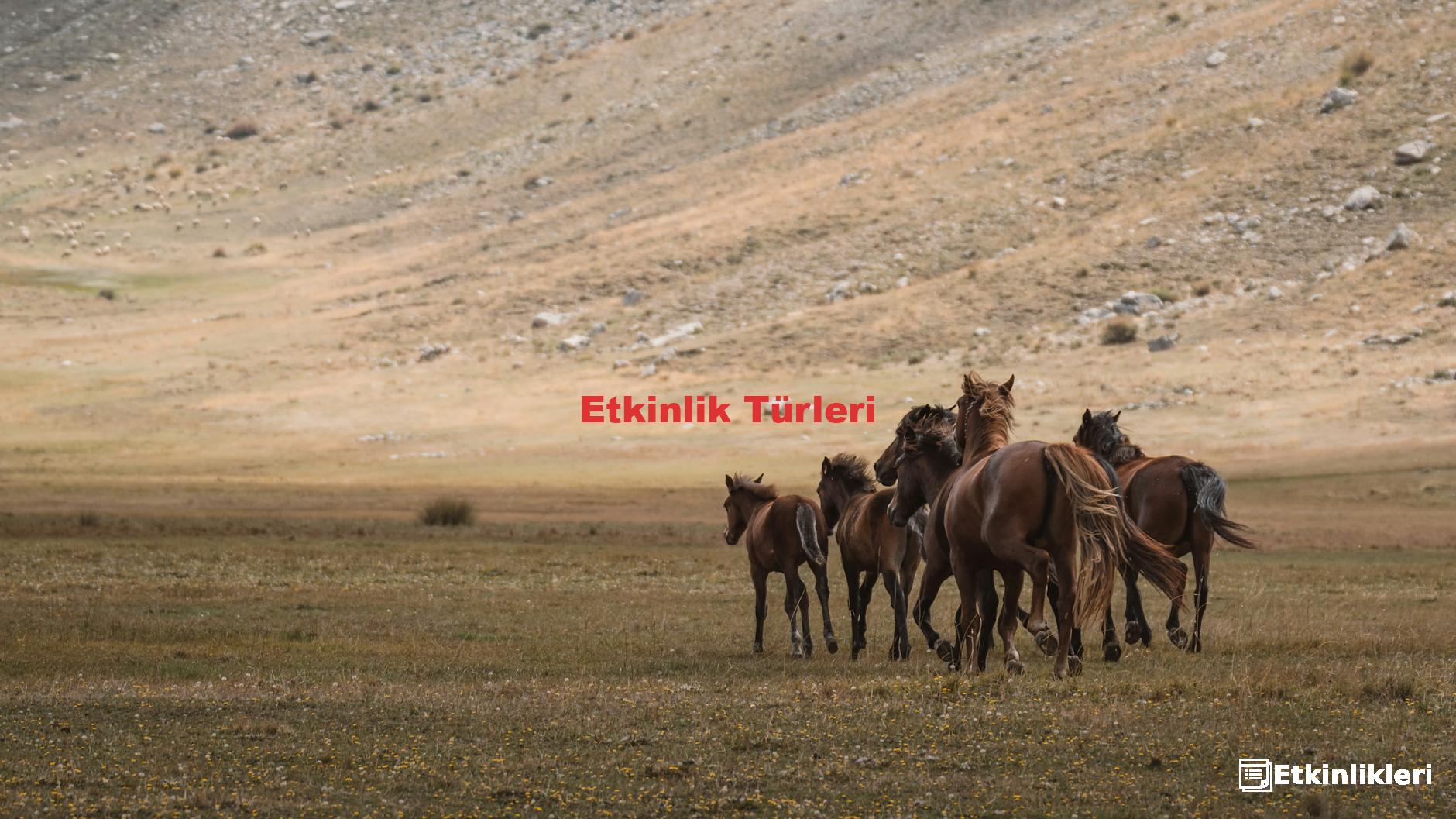 Etkinlik Türleri