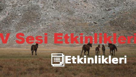 V Sesi Etkinlikleri