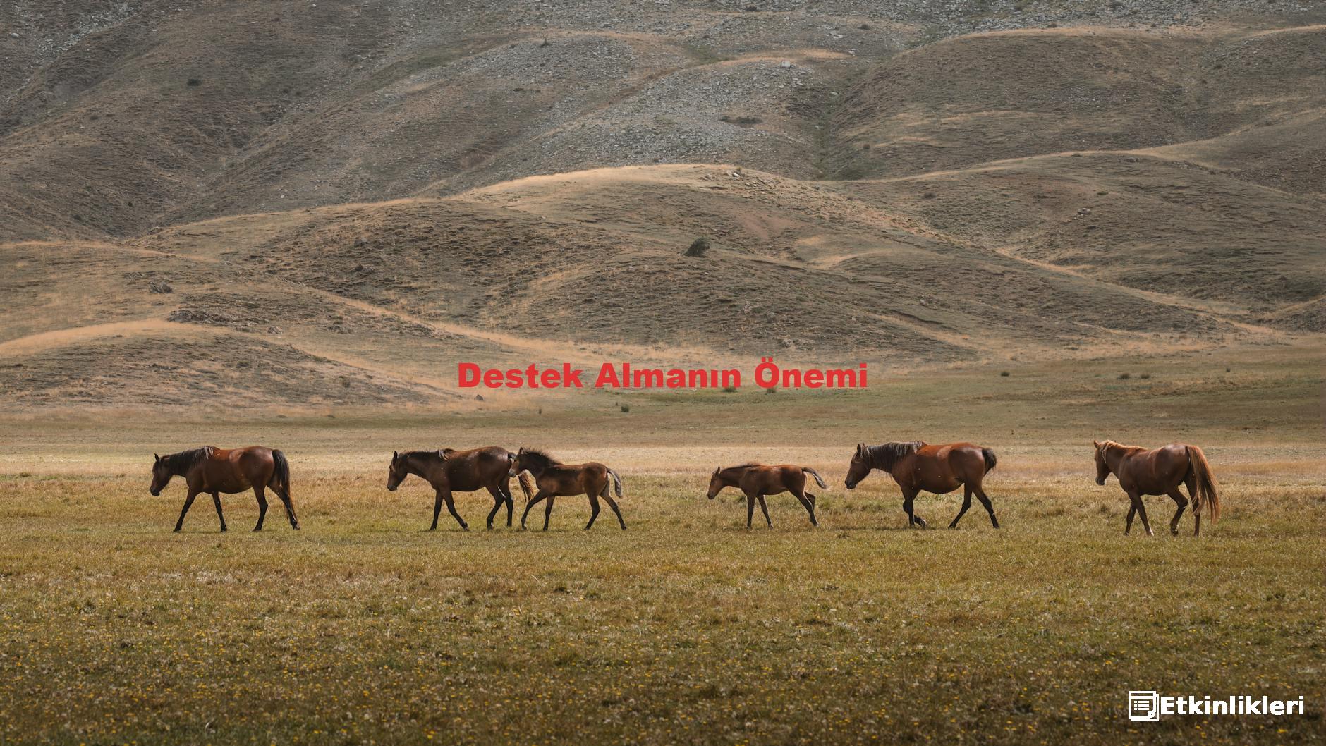 Destek Almanın Önemi